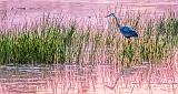 Heron Stalking Breakfast At Sunrise_P1150313